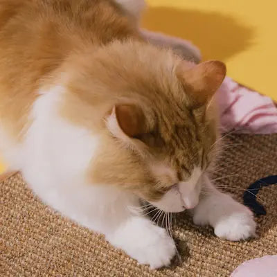 Cat on scratch Pad