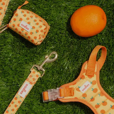 Dog items on grass with an orange